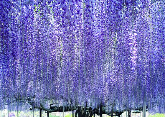 ネモフィラのひたち海浜公園と大藤咲くあしかがフラワーパーク