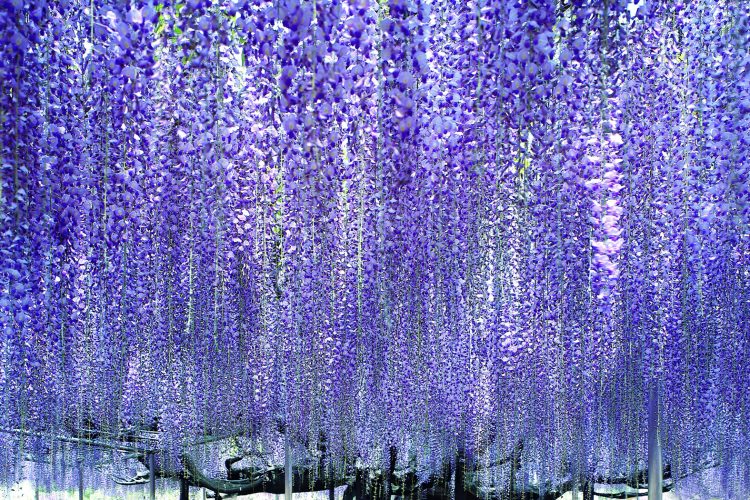 ネモフィラのひたち海浜公園と大藤咲くあしかがフラワーパーク