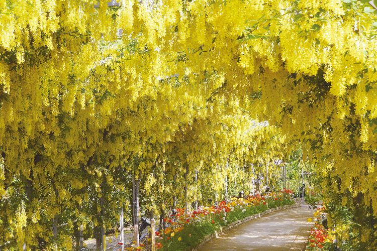 ＜中信発着＞ネモフィラのひたち海浜公園と大藤咲くあしかがフラワーパーク