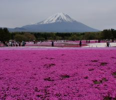 富士芝桜まつりと忍野八海