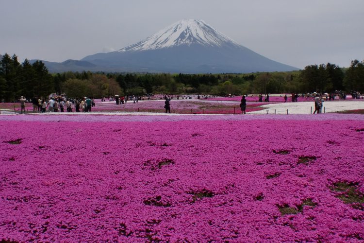 富士芝桜まつりと忍野八海