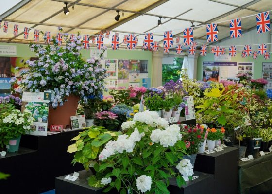 蓼科高原バラクライングリッシュガーデン　35thバラクラフラワーショー