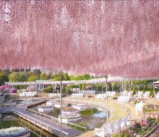 ＜東北信発着＞ネモフィラのひたち海浜公園と大藤咲くあしかがフラワーパーク