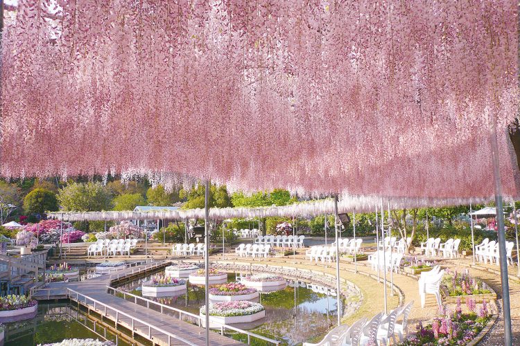 ＜東北信発着＞ネモフィラのひたち海浜公園と大藤咲くあしかがフラワーパーク