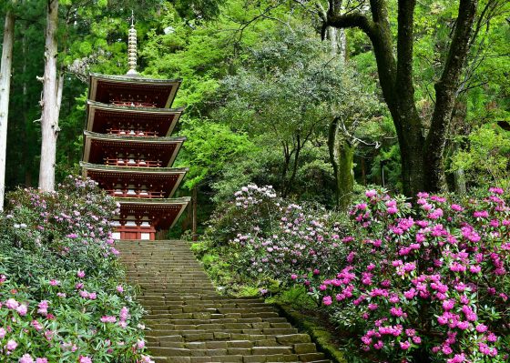 花の大和路　室生寺・長谷寺と京都当尾の里　寺院めぐり