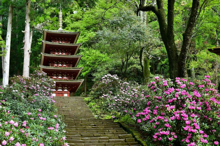 花の大和路　室生寺・長谷寺と京都当尾の里　寺院めぐり