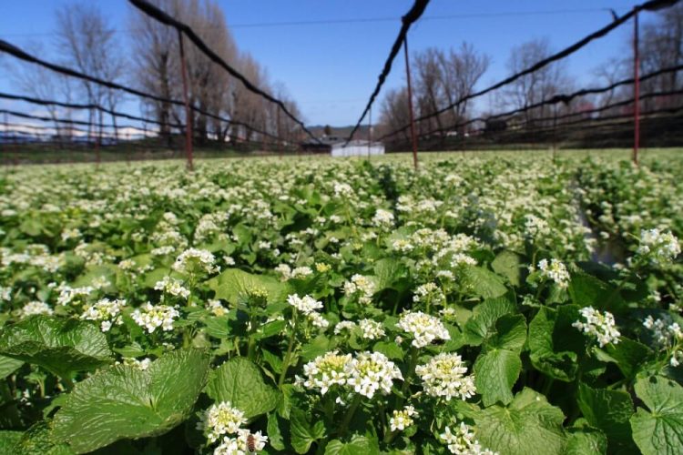 安曇野・明科 OUTDOOR MEETING 安曇野わさび x 篠ノ井線廃線敷トレッキング